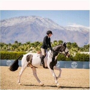 Ladies 42 Bradley by Smartpak Tan 4-Way Stretch FULLSEAT NWT Coolmax